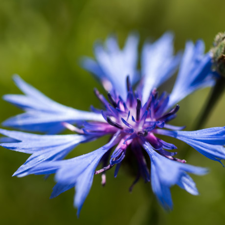 Il fiore della lenticchia