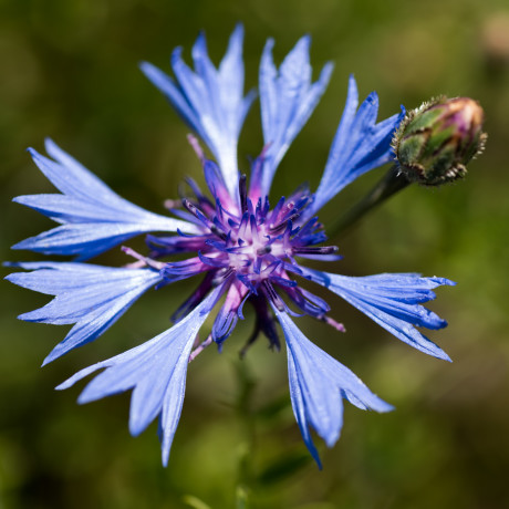 Il fiore della lenticchia