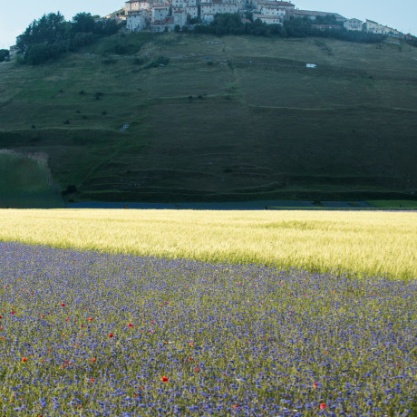 Castelluccio